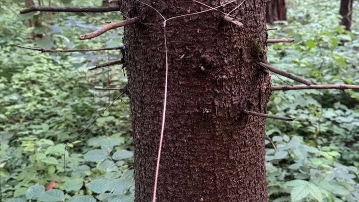 В лесу под Одинцово появились опасные проволочные ловушки для велосипедистов