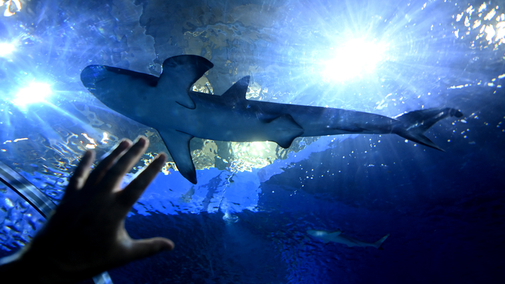 Умереть от комара или от акулы: Океанолог оценил шансы. Ответ неочевиден