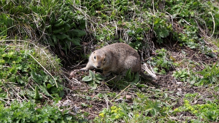 Эволюция сусликов. Травоядные существа превратились в хищников