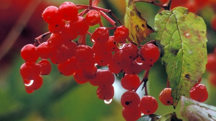 Православные верующие России 11 октября отмечают Харитонов день