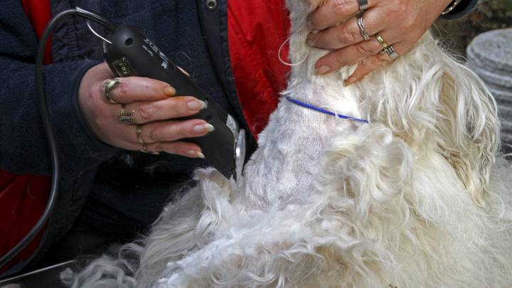 В Краснодаре грумер избила собаку в зоосалоне