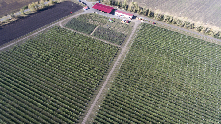 В краснодарском посёлке Плодородный уничтожили яблоневые сады для строительства многоэтажек