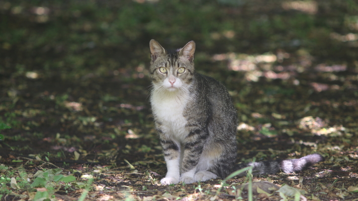 Нерадивых хозяев накажут рублём: В Госдуму внесли проект о защите брошенных питомцев