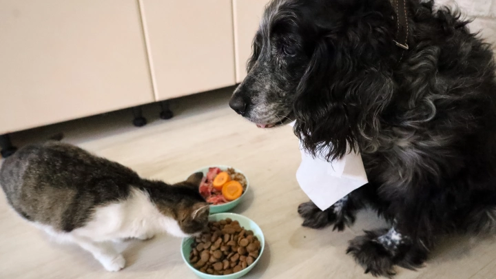 Производитель опроверг исчезновение кормов для собак и кошек на фоне вспышки ящура в Германии