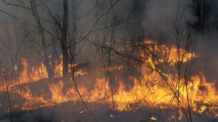Найдено возможное место поджога леса на горе Волчиха