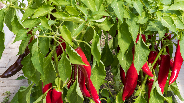 Обычный суп до эйфории доведёт: Провокатор рака оказался подарком для здоровья