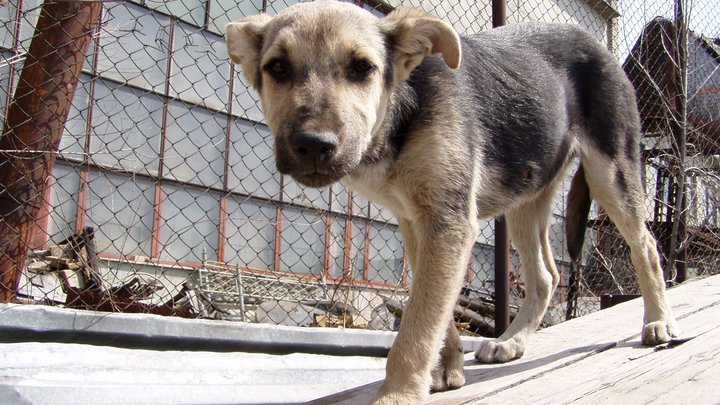 В Сочи живодёрка морит щенков голодом ради выведения новой породы