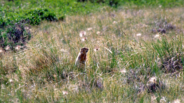 Суслики атаковали аэропорт в Самаре: Люди оказались бессильны