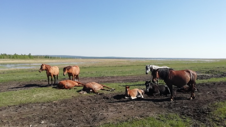 Забайкальские конокрады получили 38 лет тюрьмы на четверых