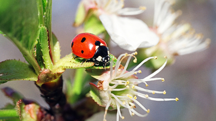 Русские учёные открыли тайну быстрого полёта микронасекомых