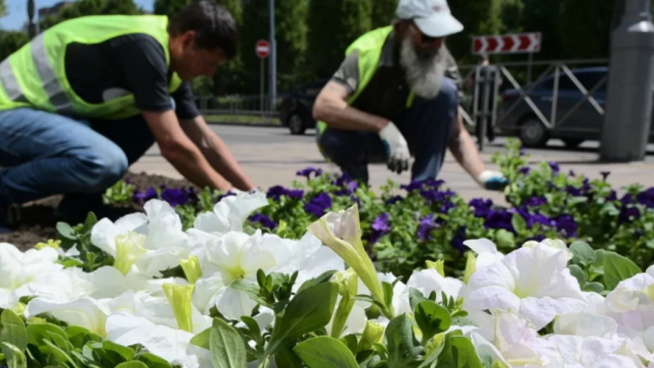 В Краснодаре весной высадят около 300 тыс. цветов