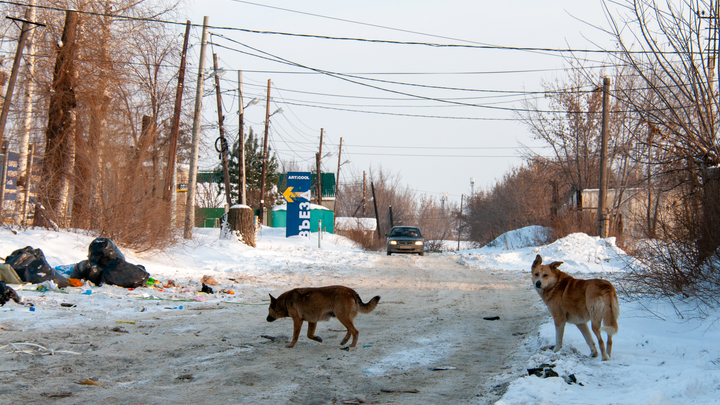 В Екатеринбурге неизвестные убили бродячих собак