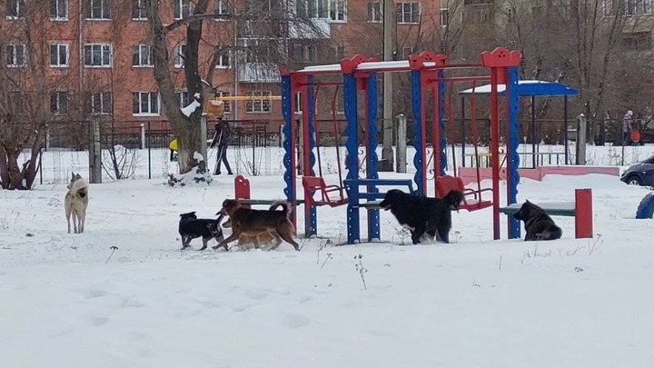 Мэру Новокузнецка не хватает денег на бездомных собачек