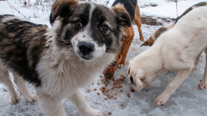 Охота на псов: Регионам могут разрешить усыплять бездомных собак