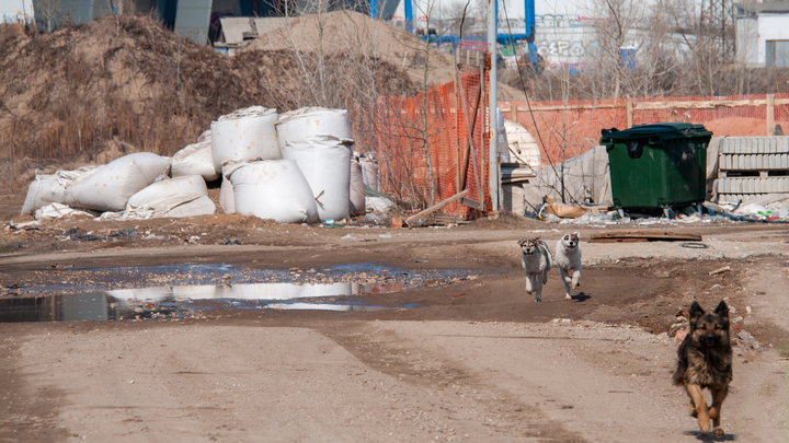 Судьбу бездомных животных решат регионы: Госдумой принят закон