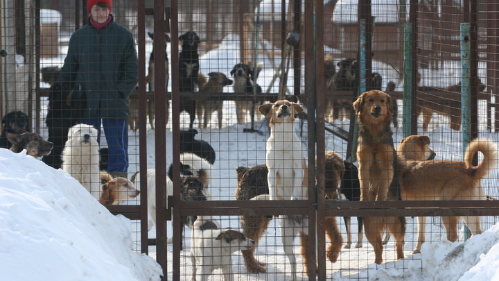 Правительство Свердловской области выделило 2 миллиона двум приютам для собак