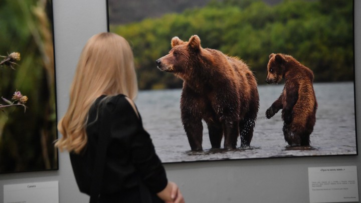 Корейцы уверены: Русские скачут на медведях, и даже младенцы кормят мишек с руки