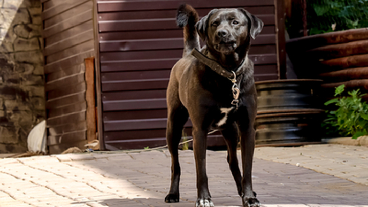 В Сочи откроют первый в крае муниципальный приют для животных