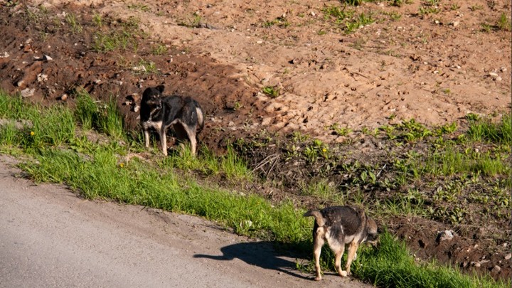 На Сахалине стая собак едва не разорвала 7-летнюю девочку. Ребёнка спасли прохожие