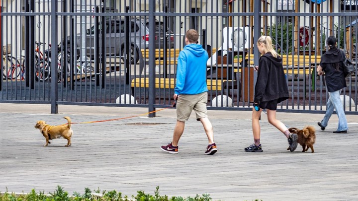 Свобода кончилась: Собакам и котам запретили гулять самостоятельно