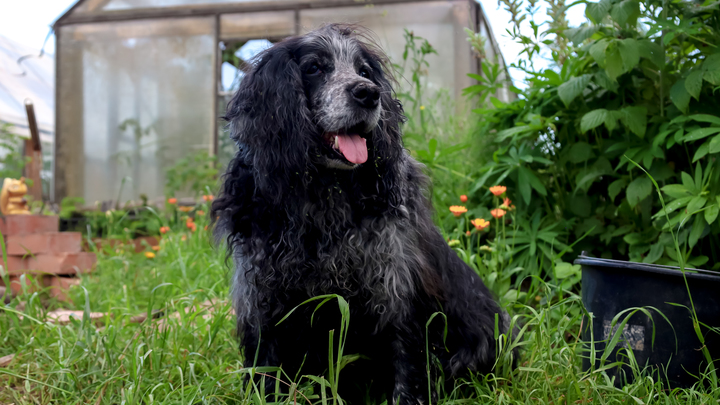 Дачников Подмосковья предупредили об опасных для их собак и кошек растениях Дачников Подмосковья предупредили об опасных для их собак и кошек растениях