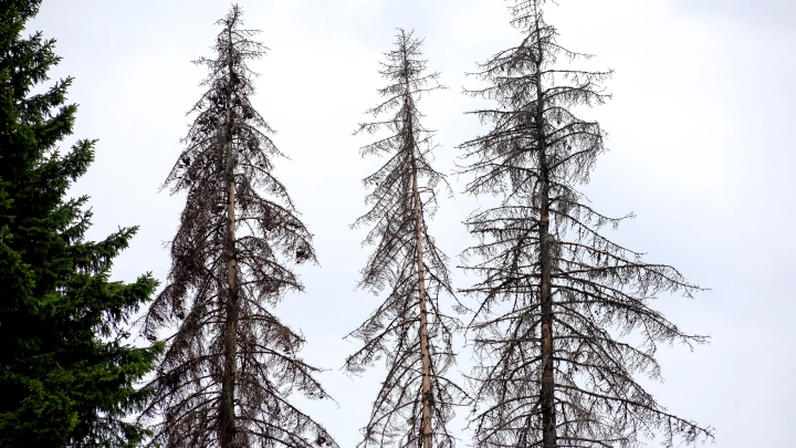 Леса Европы под угрозой из-за нашествия ксилофагов