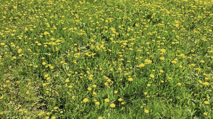 Ожидается потепление: на Кубани воздух прогреется до 28 градусов