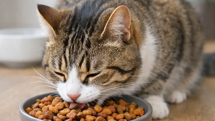 Мужчина заработал почти два миллиона рублей за кормление чужих кошек