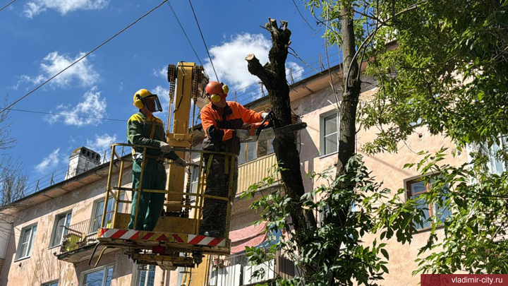 Во Владимире вырубили 500 деревьев из-за ясеневой изумрудной златки