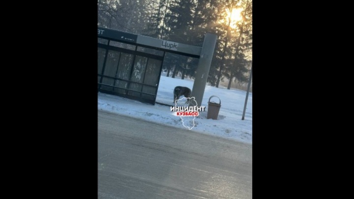 Соцсети: на проспекте Ленина в Кемерове заметили волка