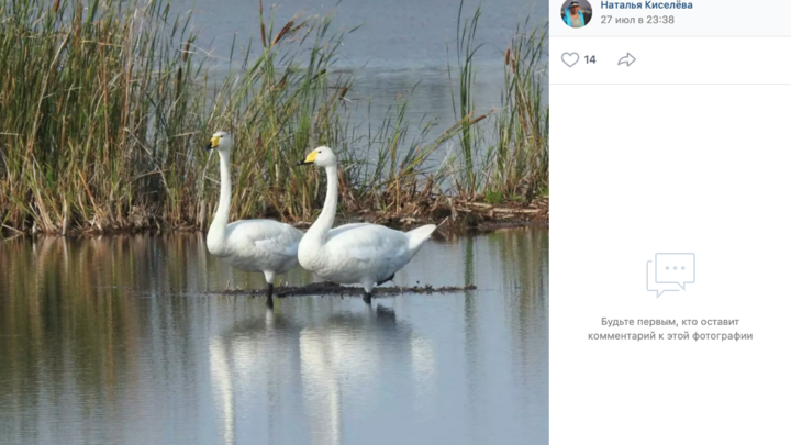 На озере в Челябинской области краснокнижные лебеди вырастили птенцов