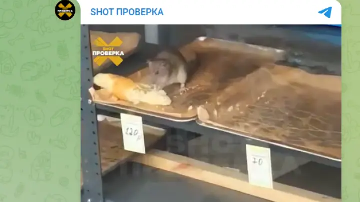 Хруст французской булки: в шаурмичной Москвы крыса грызла багет прямо в витрине