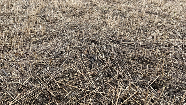 Синоптики предупредили о сильной засухе в Казахстане в июне