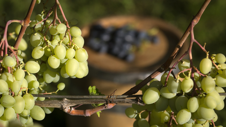 В Крыму вырастили уникальный виноград, в котором есть ген из морских водорослей