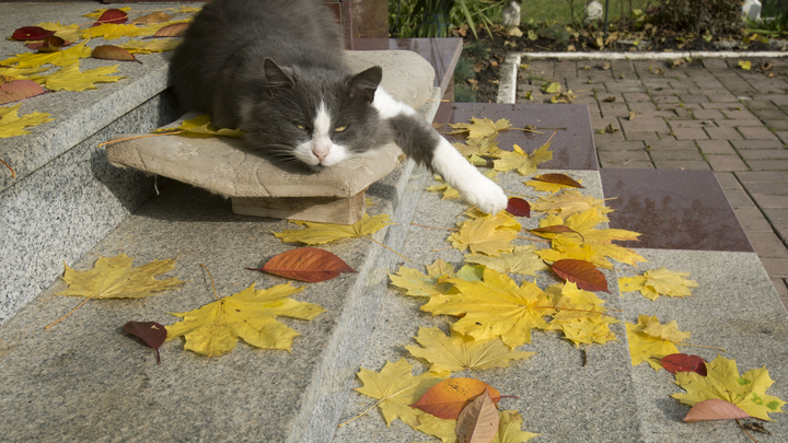 Кота взяли на работу в Пятерочку