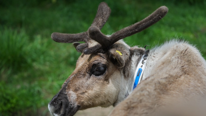 Американка стала жертвой оленя, которого содержала в своём хозяйстве