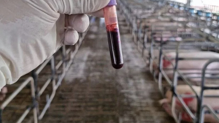 Меры борьбы с африканской чумой свиней обсудили в Туапсе