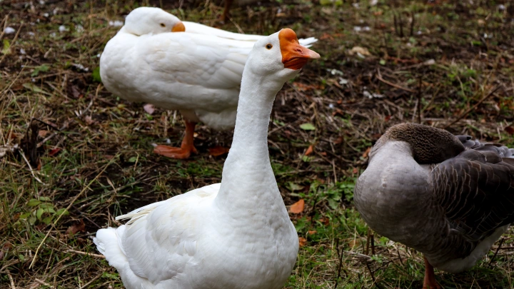 Yle: тысячи перелётных гусей атаковали сельское хозяйство Финляндии