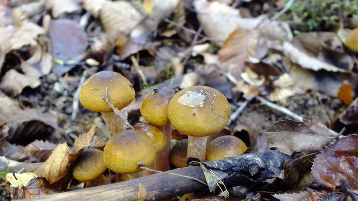 В Сочи спасатели помогли выбраться грибникам  из леса