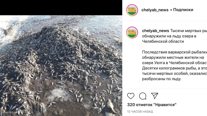 Тысячи молодых рыб в озере Уелга уничтожили в Челябинской области