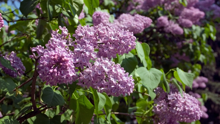 Фёдоров день 3 мая: как привлечь в дом гармонию и достаток