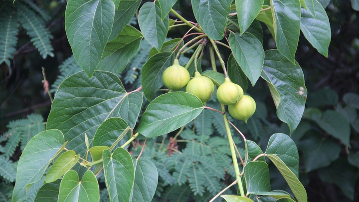 В Сочи созрели смертельно ядовитые яблочки тунга Форда