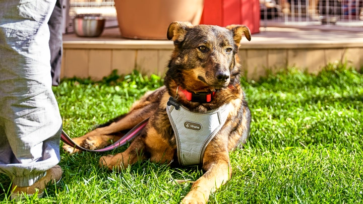 Взрослых и детей приглашают на мероприятие Моспитомец х Четвероногий друг