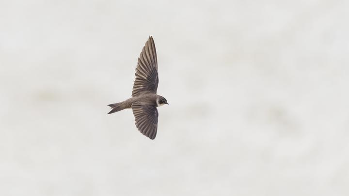 Как тусовка извращенцев вербует наших детей: Большое разоблачение от депутата