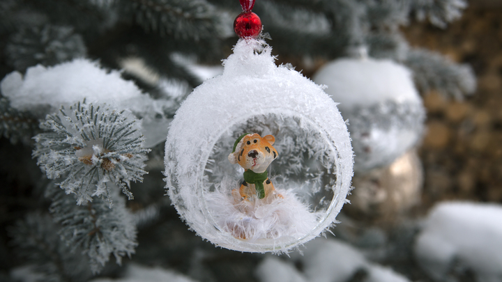 Народные приметы на 30 декабря - Данилов день: что можно и нельзя делать