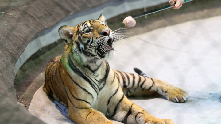 В США птичий грипп поразил 20 крупных кошек