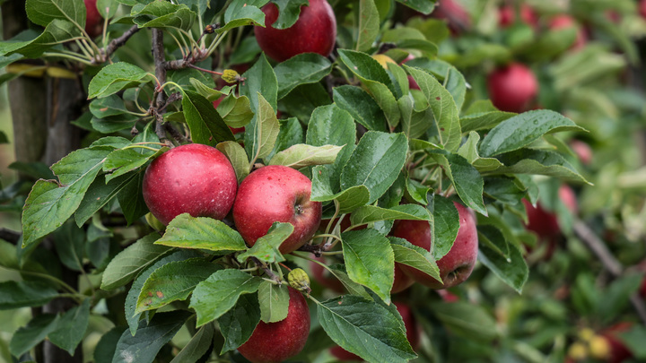 Пять полезных свойств яблока: Диетолог рассказала, как сбросить вес с помощью одного фрукта