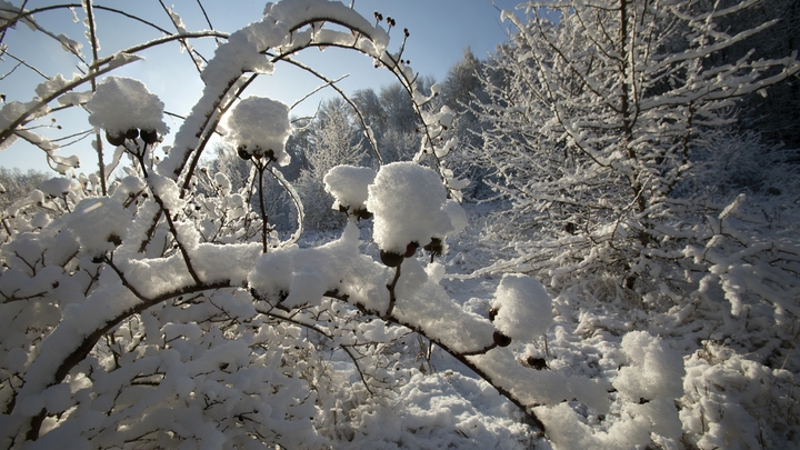 Трясти будет знатно: Такой зимы в России не было 20 лет