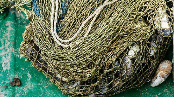 Росрыболовство не будет вводить запрет на ловлю мидий в Сочи предстоящим летом