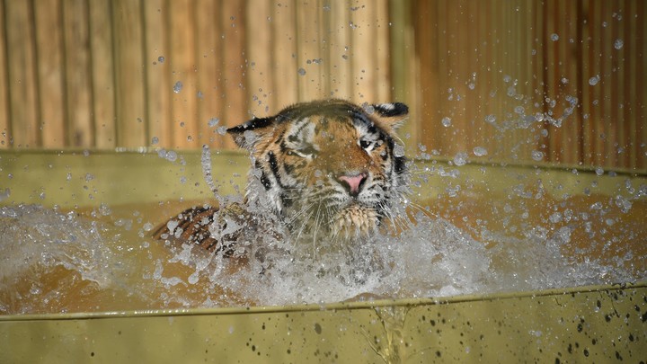 Тигр не пострадал: Запашный рассказал о своём ранении от хищника